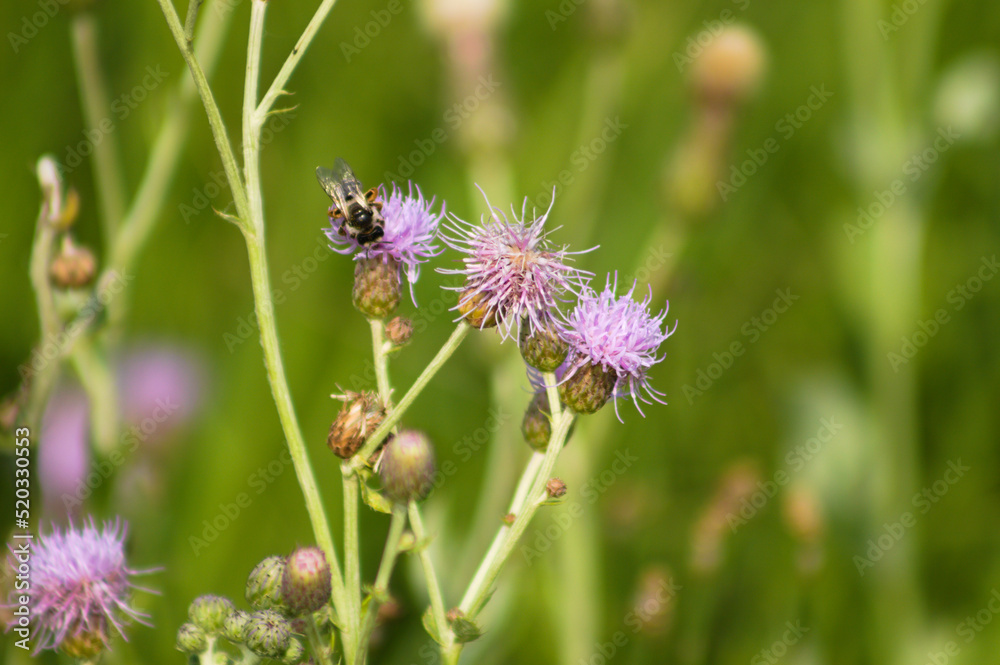 Closeup of bee pollinating creeping thistle flower with selective focus on foreground Closeup of bee pollinating creeping thistle flower with selective focus on foreground