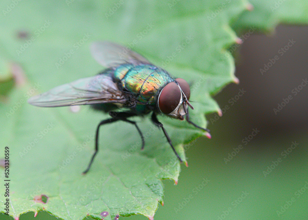 Common green bottle fly (Lucilia sericata) Common green bottle fly (Lucilia sericata)