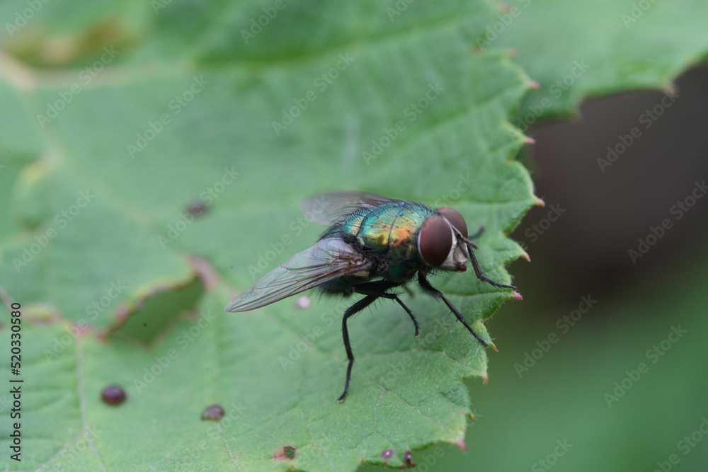 Common green bottle fly (Lucilia sericata) Common green bottle fly (Lucilia sericata)