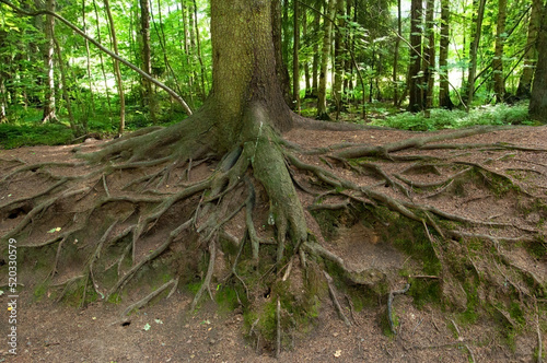 Large powerful intertwined roots and trunk of an old spruce in the forest