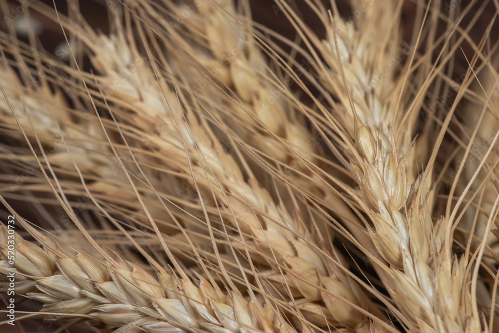 Wheat ears on the wooden background. Top view. Wheat ears on the wooden background. Top view.
