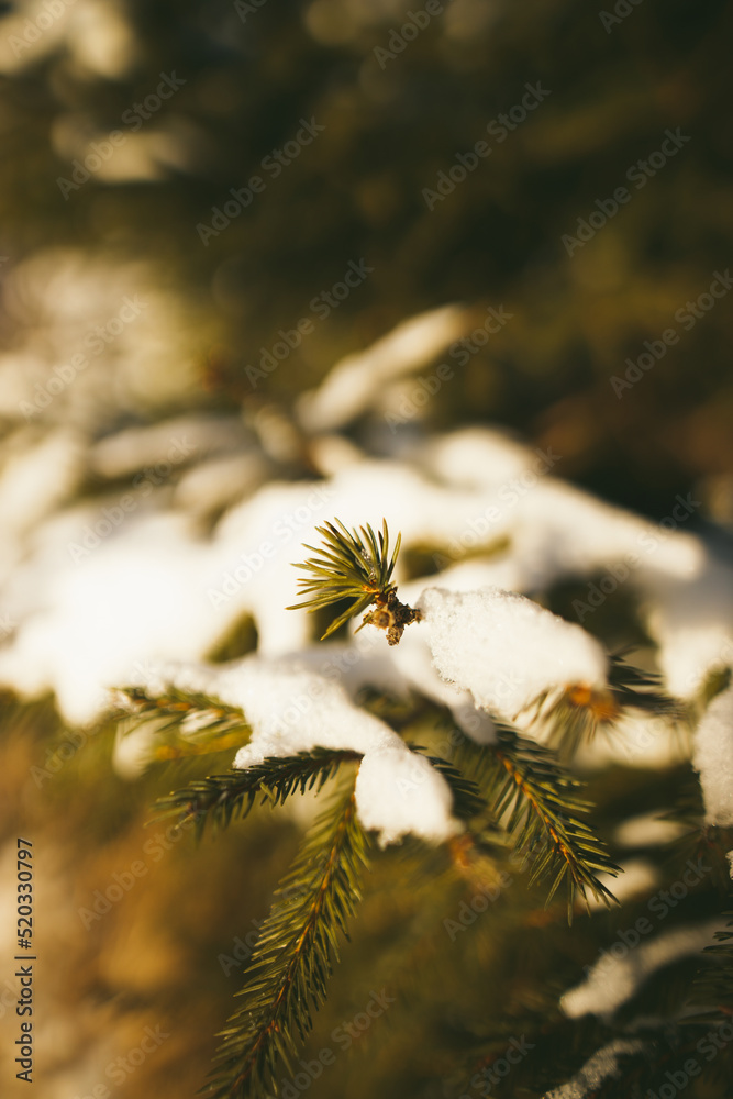 Obraz premium There is snow on the green branches of the coniferous pine trees. Vertical orientation