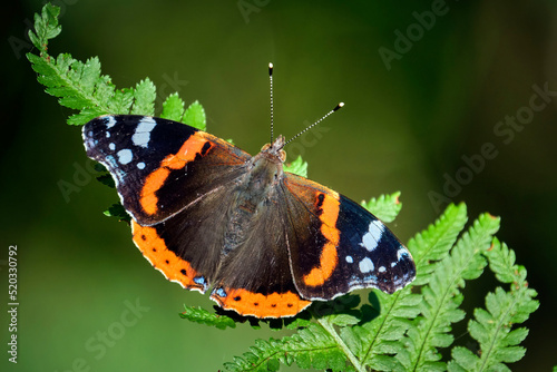 Admiral ( Vanessa atalanta ). photo