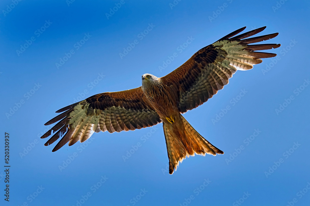 Fototapeta premium Rotmilan ( Milvus milvus ).
