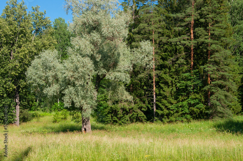 Beautiful trees and grasses on a sunny meadow in a summer forest