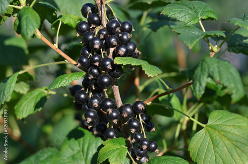 Clusters of ripe black currant with green leaves on a branch in the garden. The concept of organic gardening.