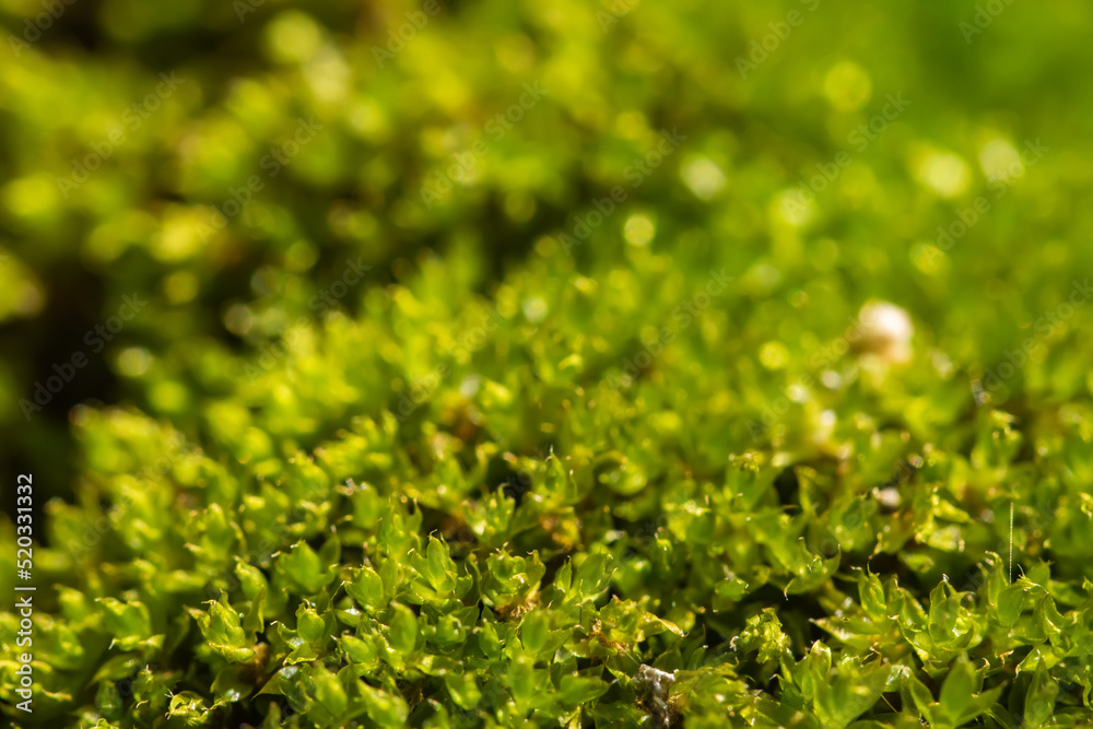 Beautiful green moss on the floor, moss closeup, macro. Beautiful background of moss for wallpaper. Beautiful green moss on the floor, moss closeup, macro. Beautiful background of moss for wallpaper.