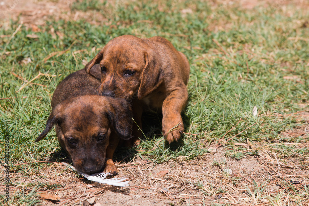 Portrait of two puppies of segugio maremmano dog playing in the garden