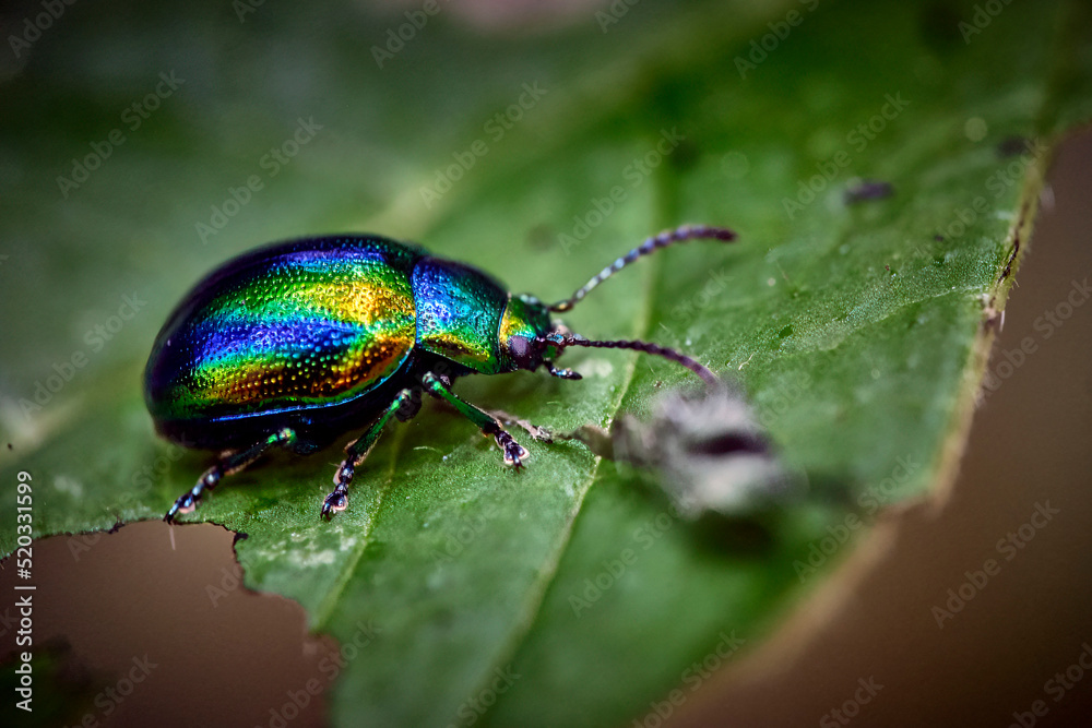 Prächtiger Blattkäfer ( Chrysolina fastuosa ). Prächtiger Blattkäfer ( Chrysolina fastuosa ).