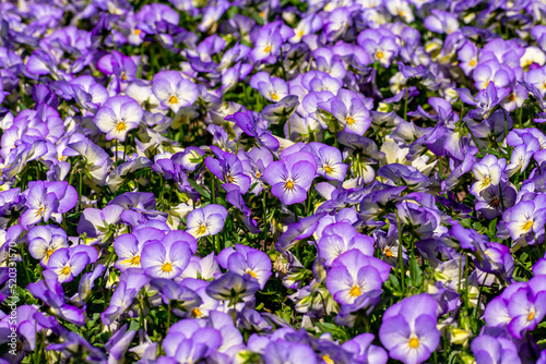 Purple pansy flowers in summer
