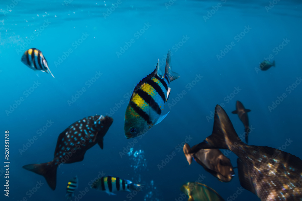 Fototapeta premium Underwater view with school of tropical fishes in tropical ocean