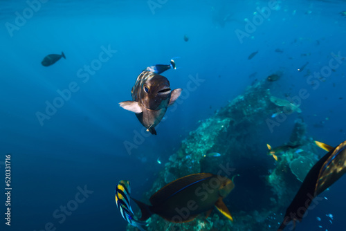 Underwater view with school of tropical fishes in tropical ocean