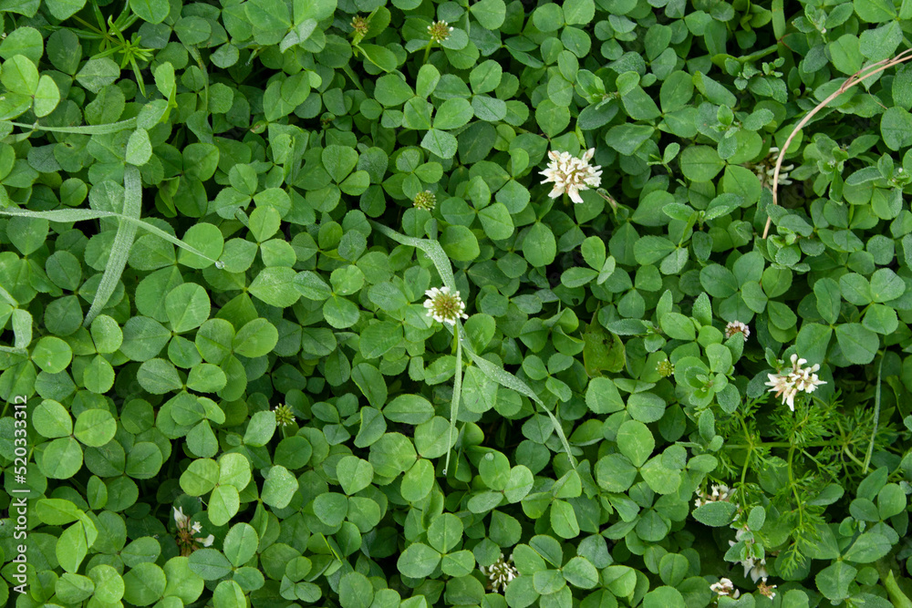 clover plant solid carpet white flowers nature view with top background clover plant solid carpet white flowers nature view with top background