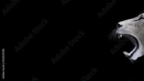 Löwenkopf, weiblich, auf schwarzem Hintergrund, Löwin, Gebiss, Zähne, Maul offen, brüllen