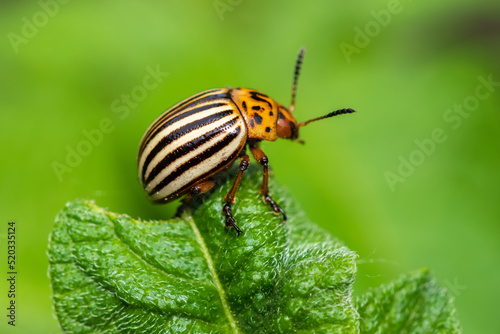 The Colorado potato beetle Leptinotarsa decemlineata is a serious pest of potatoes, photo