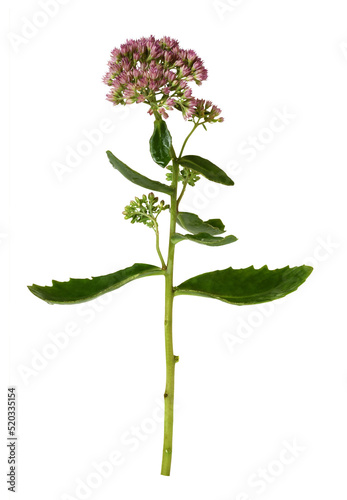 Pink flowers and green leav...