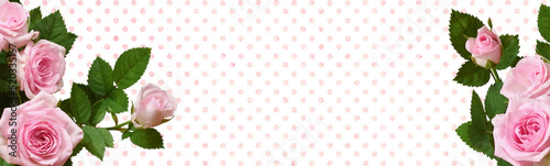 Pink rose flowers in corner...