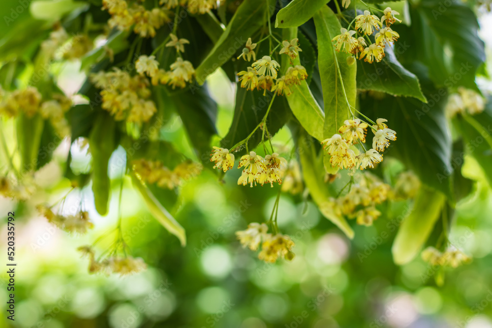 Flowers of blossoming tree linden wood, used for pharmacy, apothecary, natural medicine and healing herbal tea. Flowers of blossoming tree linden wood, used for pharmacy, apothecary, natural medicine and healing herbal tea.