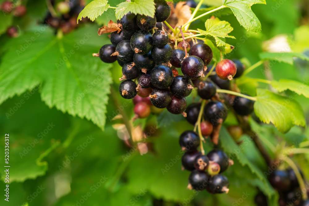 Bush of black currant with ripe bunches of berries and leaves on blurred natural green background. Bush of black currant with ripe bunches of berries and leaves on blurred natural green background.