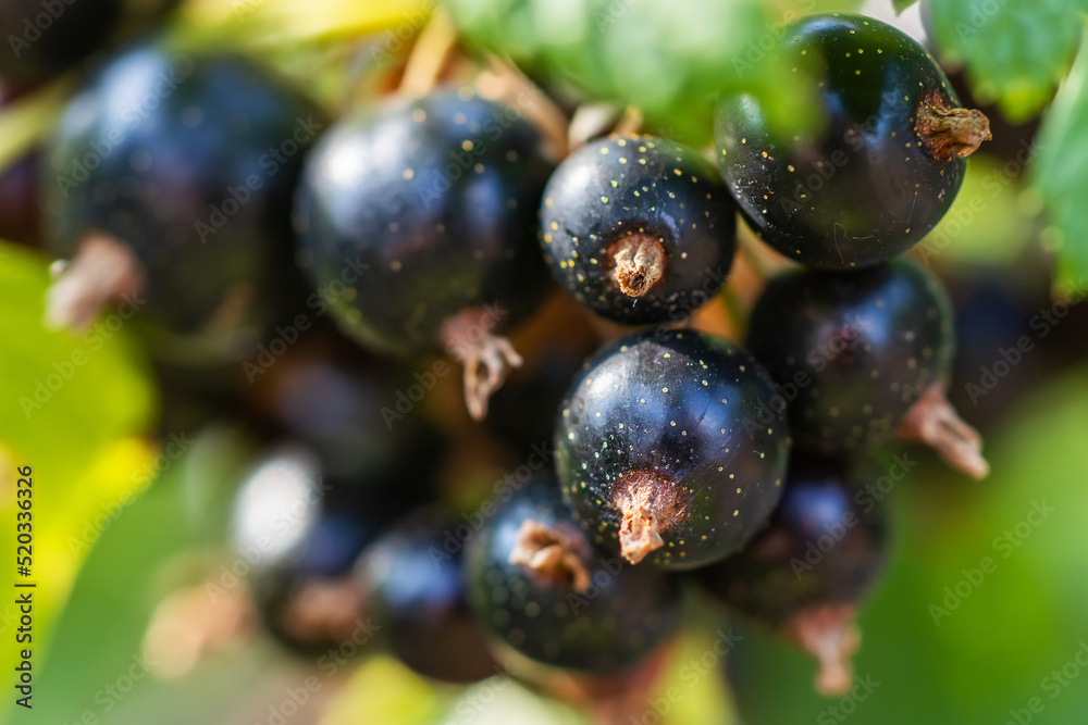 Bush of black currant with ripe bunches of berries and leaves on blurred natural green background. Bush of black currant with ripe bunches of berries and leaves on blurred natural green background.
