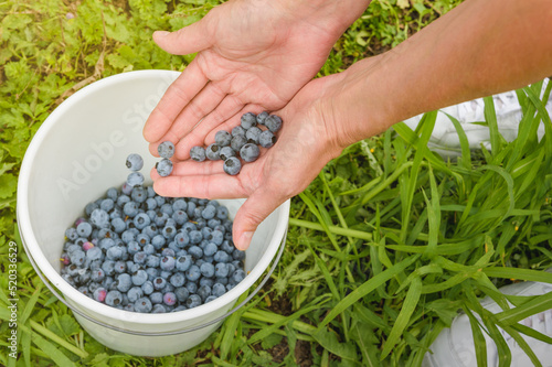 ripe blueberries close-up. female hand throws berries into a white bucket