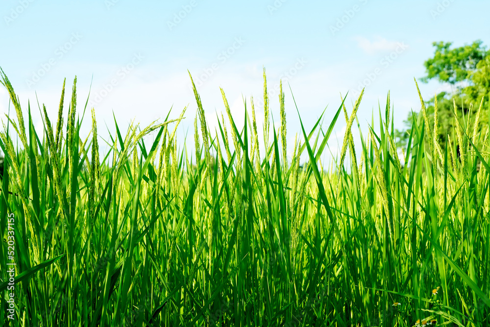 Obraz premium Close up unripe green paddy field, Rice Field. Close Up of yellow paddy rice field with green leaf and Sunlight in the morning time, Rice field and sky background pattern texture, landscape nature.