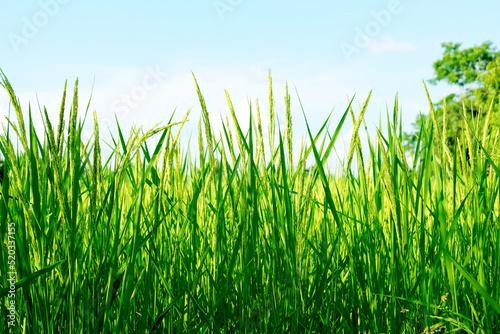 Close up unripe green paddy field, Rice Field. Close Up of yellow paddy rice field with green leaf and Sunlight in the morning time, Rice field and sky background pattern texture, landscape nature.