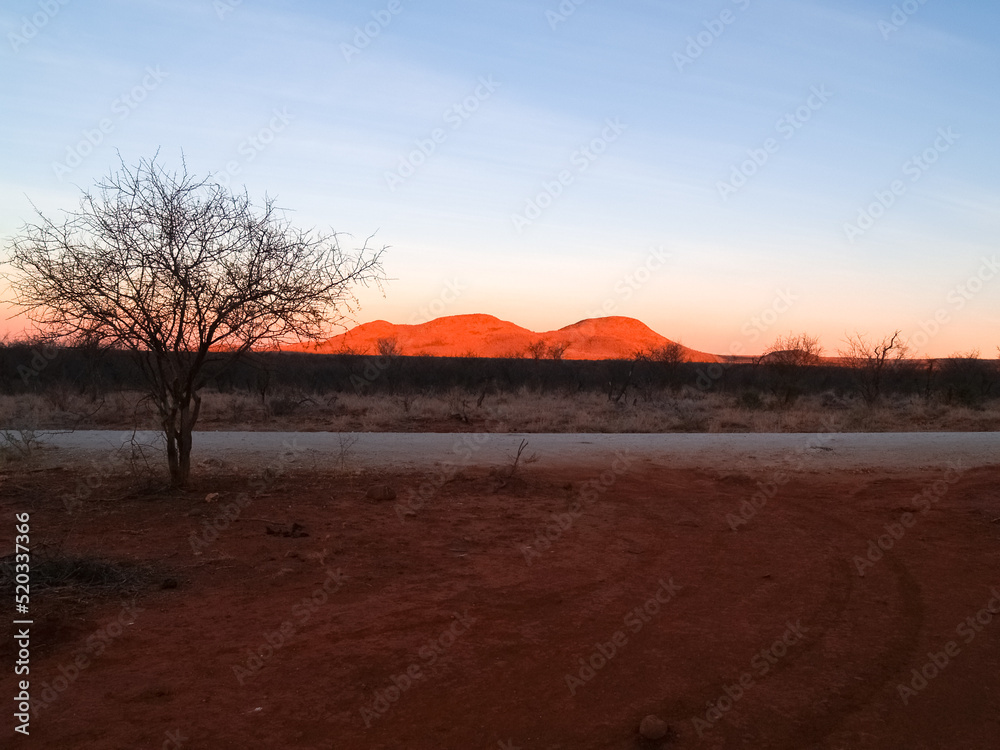 Fototapeta premium Intensity and typical colours of African sunset illuminating distant hills and back-lighting foreground and acacia trees.