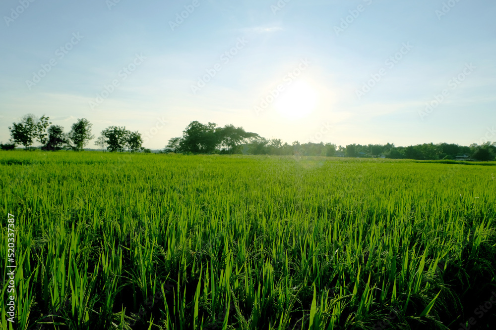 Landscape unripe green paddy field, Rice Field. Close Up of yellow paddy rice field with green leaf and Sunlight in the morning time, Rice field and sky background pattern texture, landscape nature. Landscape unripe green paddy field, Rice Field. Close Up of yellow paddy rice field with green leaf and Sunlight in the morning time, Rice field and sky background pattern texture, landscape nature.
