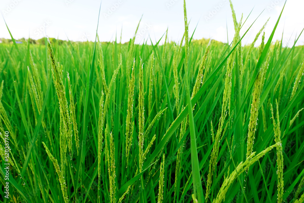 Obraz premium Landscape unripe green paddy field, Rice Field. Close Up of yellow paddy rice field with green leaf and Sunlight in the morning time, Rice field and sky background pattern texture, landscape nature.