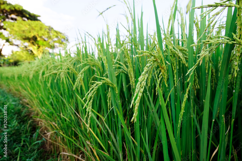 Landscape unripe green paddy field, Rice Field. Close Up of yellow paddy rice field with green leaf and Sunlight in the morning time, Rice field and sky background pattern texture, landscape nature. Landscape unripe green paddy field, Rice Field. Close Up of yellow paddy rice field with green leaf and Sunlight in the morning time, Rice field and sky background pattern texture, landscape nature.