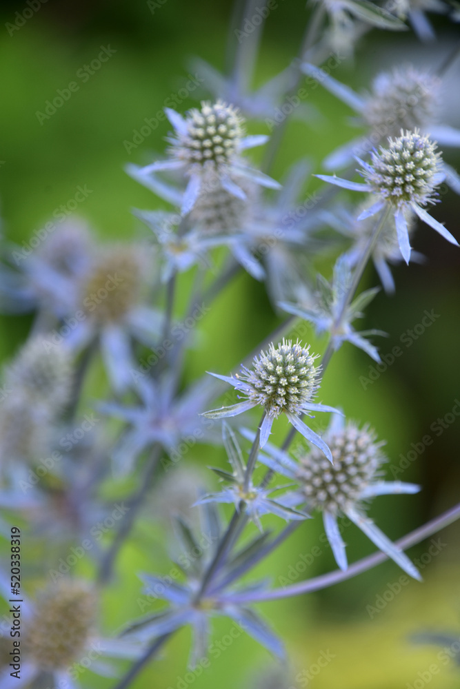 Prickly Globe Thistle Flower Blooming in a Garden Prickly Globe Thistle Flower Blooming in a Garden
