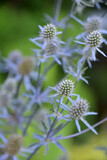 Prickly Globe Thistle Flower Blooming in a Garden
