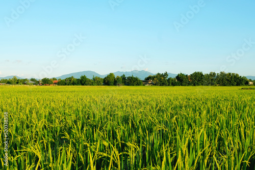 Landscape unripe green paddy field, Rice Field. Close Up of yellow paddy rice field with green leaf and Sunlight in the morning time, Rice field and sky background pattern texture, landscape nature.