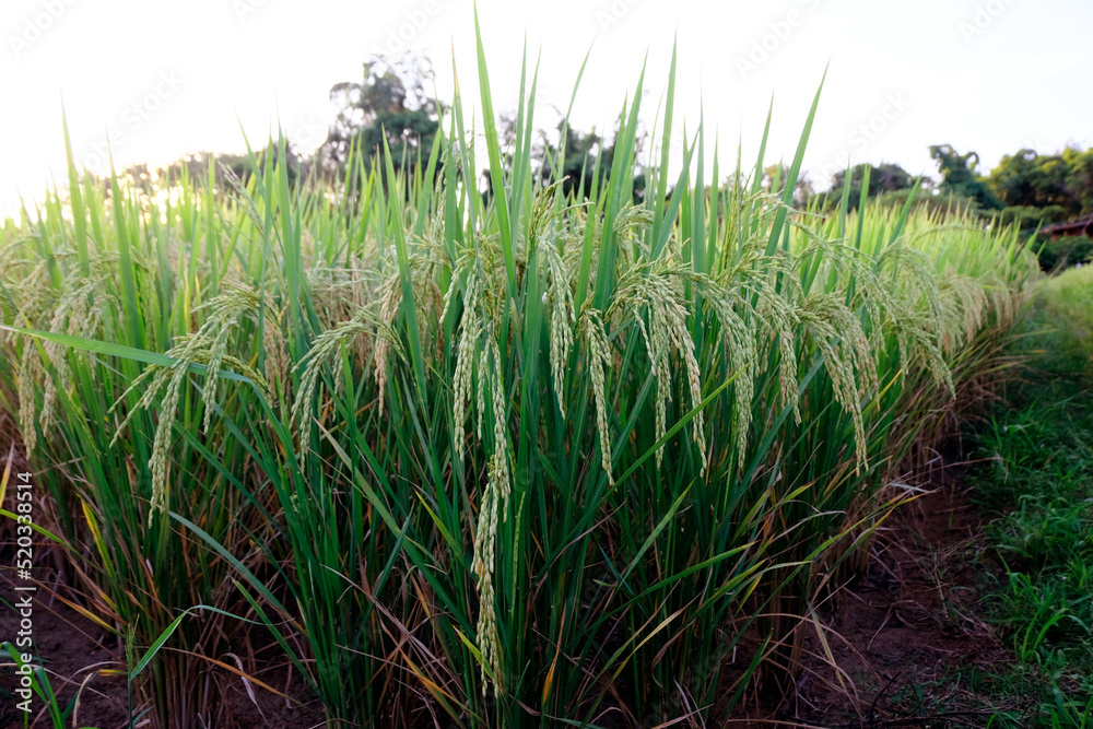 Fototapeta premium Landscape yellow paddy field wait for harvest, Rice Field. Close Up of yellow paddy rice field with green leaf and Sunlight in the morning time, Rice field and sky background pattern texture, Nature