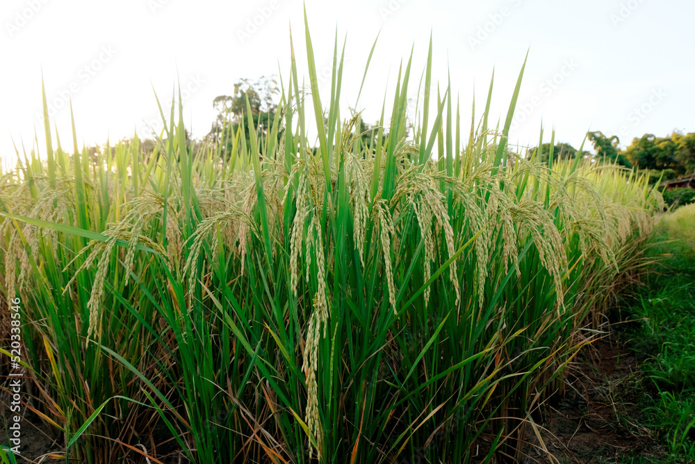 Fototapeta premium Landscape yellow paddy field wait for harvest, Rice Field. Close Up of yellow paddy rice field with green leaf and Sunlight in the morning time, Rice field and sky background pattern texture, Nature