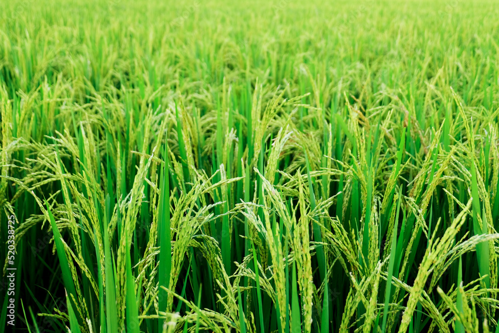 Close up unripe green paddy field, Rice Field. Close Up of yellow paddy rice field with green leaf and Sunlight in the morning time, Rice field and sky background pattern texture, landscape nature. Close up unripe green paddy field, Rice Field. Close Up of yellow paddy rice field with green leaf and Sunlight in the morning time, Rice field and sky background pattern texture, landscape nature.