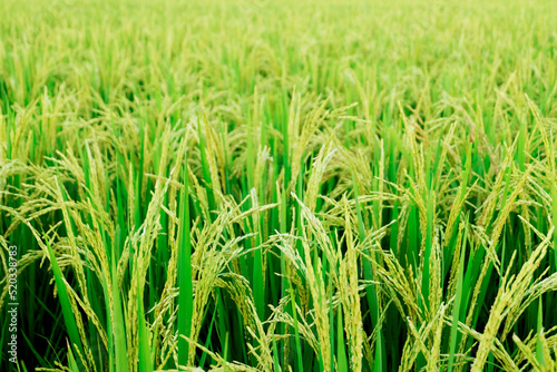 Close up unripe green paddy field, Rice Field. Close Up of yellow paddy rice field with green leaf and Sunlight in the morning time, Rice field and sky background pattern texture, landscape nature.