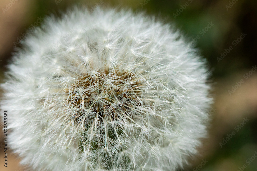 Fototapeta premium Dandelions blooming in the summer