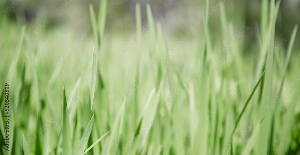 Green grass texture as background. Perspective view and selective focus. artistic abstract spring or summer background with fresh grass as banner or eco wallpaper. Leaves blur effect. Macro nature