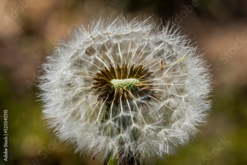 Dandelions blooming in the summer