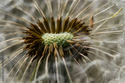 Dandelions blooming in the summer