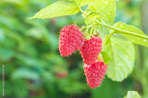 ripe red raspberries with green leaves hang on a branch in the garden. close-up