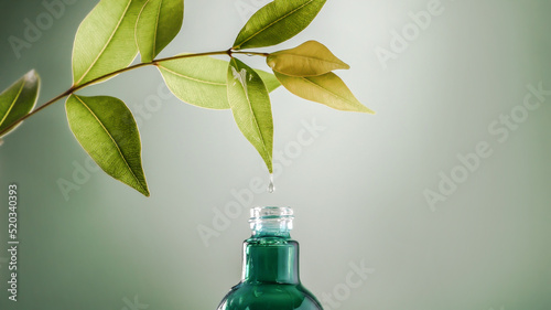 Close up water drop falling from fresh green leaf into bottle , organic biological extraction for a cosmetics, aromatherapy and essential oil concept photo