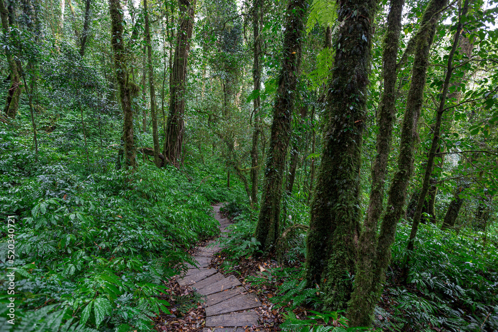 Hiking trails in Kew Mae Pan National Park, Chiang Mai Province Hiking trails in Kew Mae Pan National Park, Chiang Mai Province