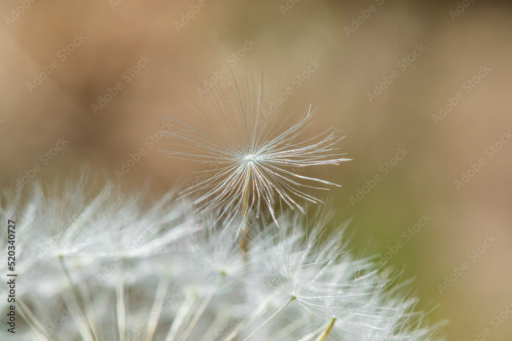 Fototapeta premium Dandelions blooming in the summer