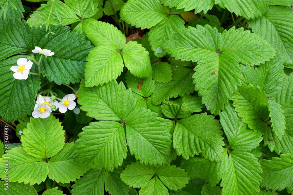 Fragaria is a genus of flowering plants in the rose family, Rosaceae, commonly known as strawberries for their edible fruits. Fragaria is a genus of flowering plants in the rose family, Rosaceae, commonly known as strawberries for their edible fruits.