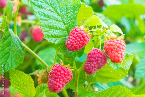 ripe red raspberries with green leaves hang on a branch in the garden. close-up