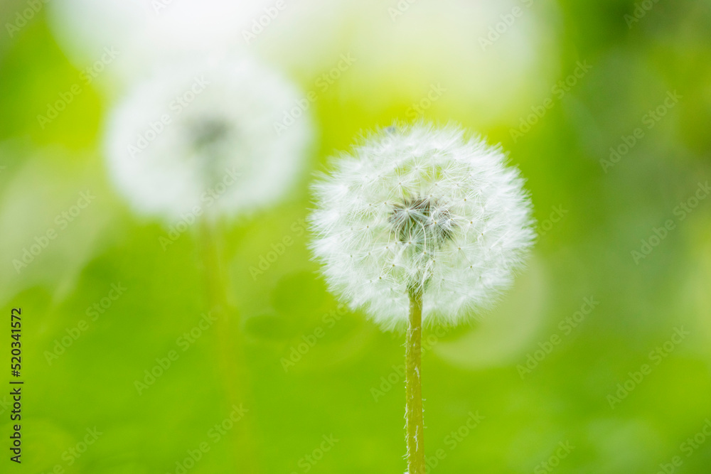 Dandelions blooming in the summer