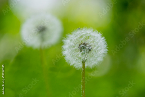 Dandelions blooming in the summer